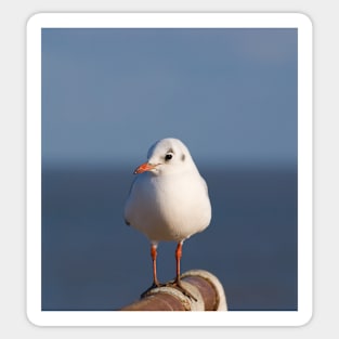 Black Headed Gull Sticker